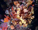 2 - Tallo in ambiente coralligeno (foto S. Guerrieri)